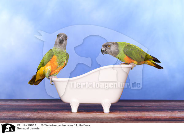 Mohrenkopfpapageien / Senegal parrots / JH-19811