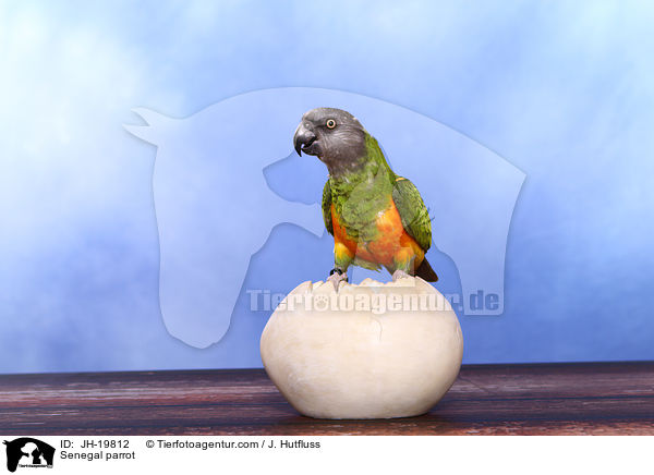 Senegal parrot / JH-19812