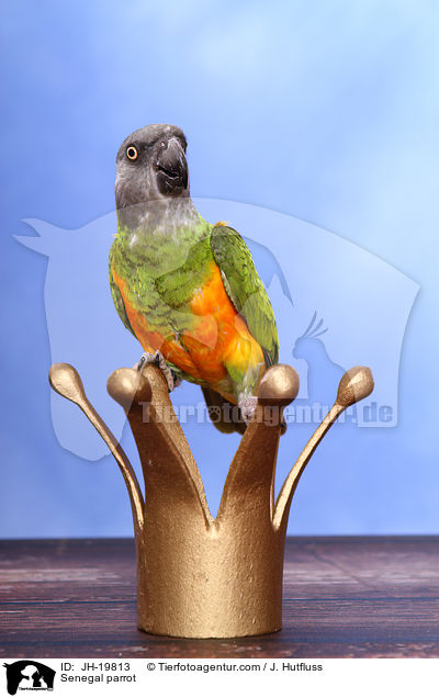 Senegal parrot / JH-19813