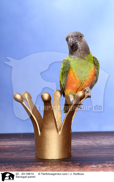 Mohrenkopfpapagei / Senegal parrot / JH-19814