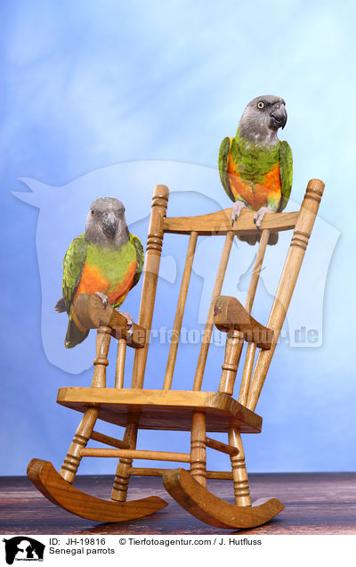 Mohrenkopfpapageien / Senegal parrots / JH-19816