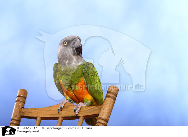 Senegal parrot / JH-19817