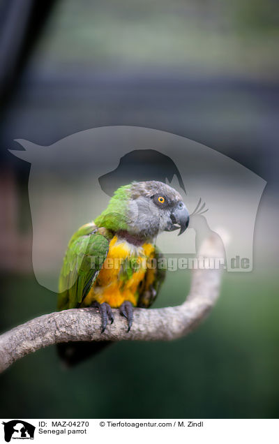 Mohrenkopfpapagei / Senegal parrot / MAZ-04270