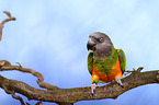 Senegal parrot