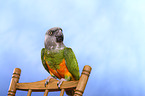 Senegal parrot