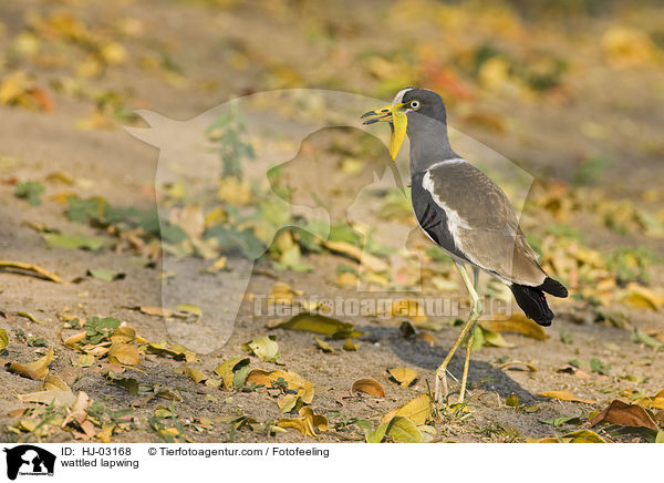 Senegalkiebitz / wattled lapwing / HJ-03168