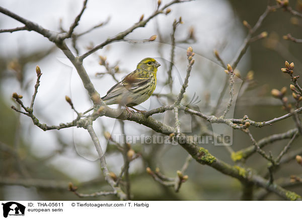 european serin / THA-05611