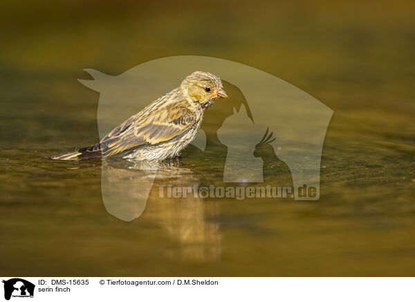 serin finch / DMS-15635