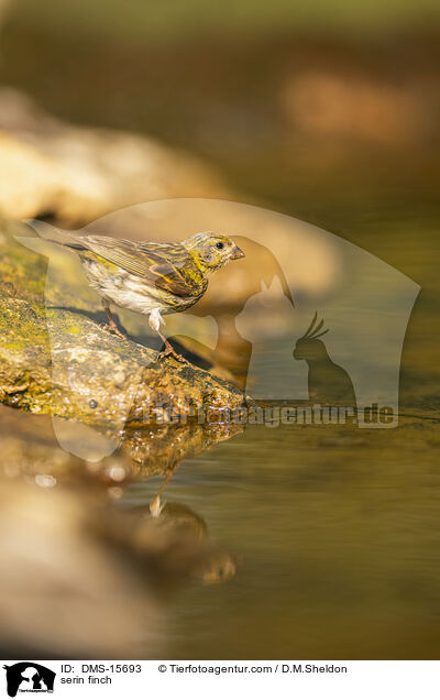 serin finch / DMS-15693