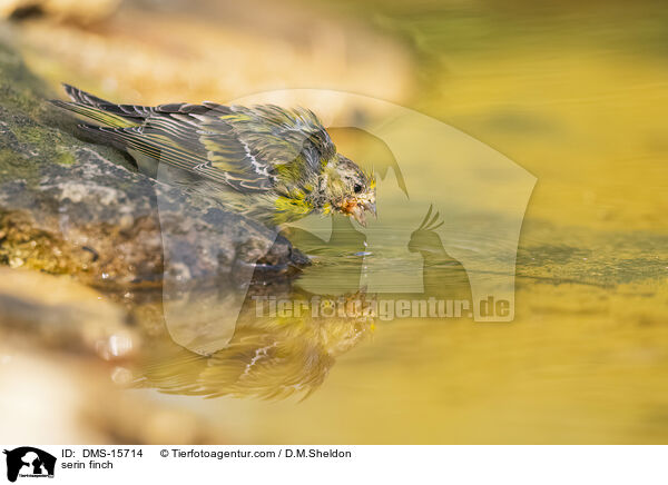 serin finch / DMS-15714