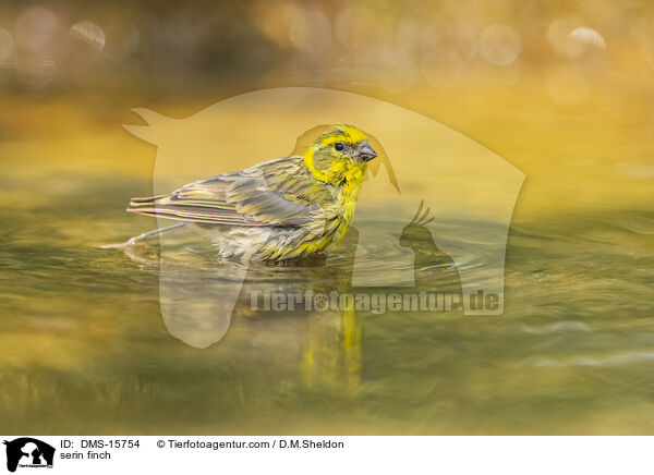 serin finch / DMS-15754