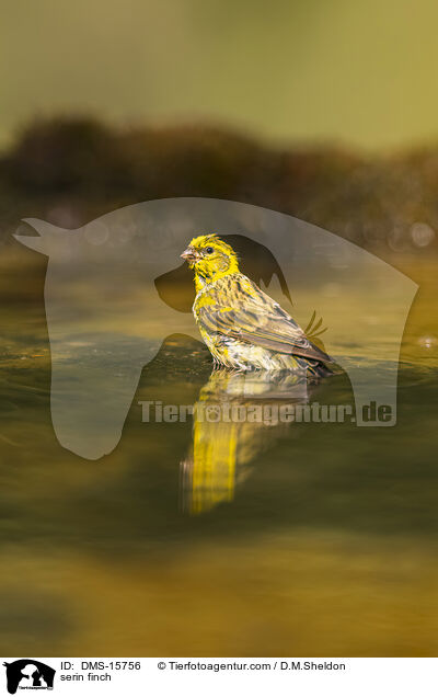 serin finch / DMS-15756