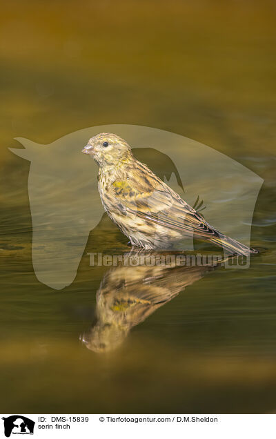 serin finch / DMS-15839