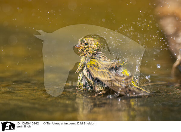 serin finch / DMS-15842