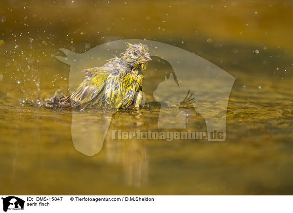 serin finch / DMS-15847