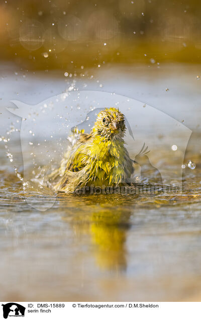 serin finch / DMS-15889