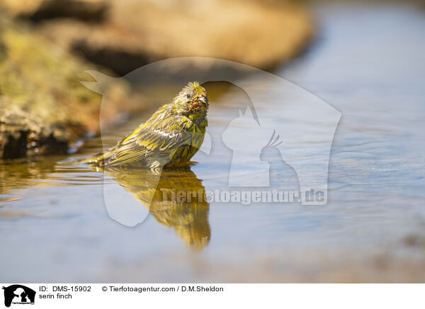 Girlitz / serin finch / DMS-15902