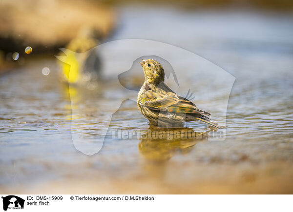 Girlitz / serin finch / DMS-15909