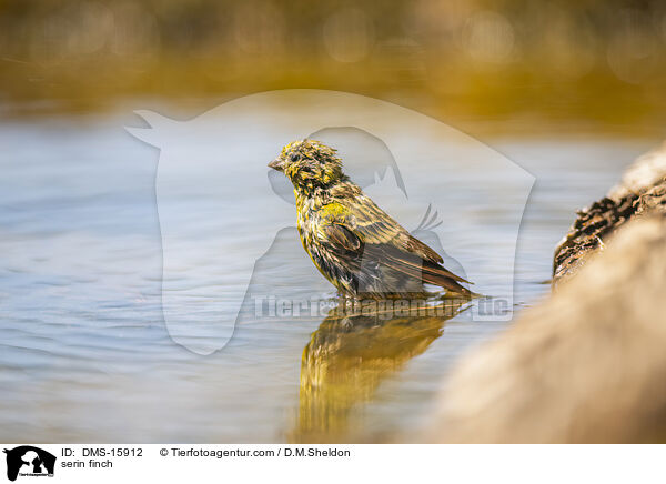 Girlitz / serin finch / DMS-15912