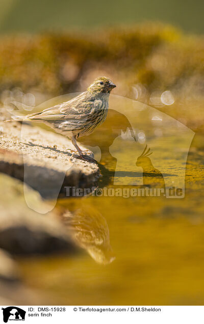 Girlitz / serin finch / DMS-15928