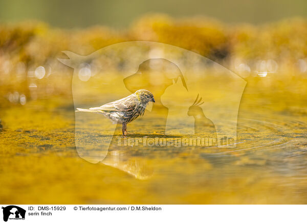 Girlitz / serin finch / DMS-15929
