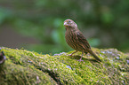 european serin