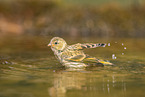 serin finch