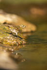 serin finch