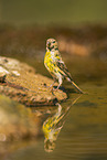 serin finch