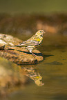 serin finch