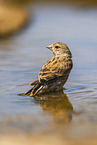 serin finch