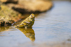 serin finch