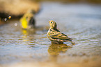 serin finch