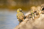 serin finch