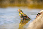 serin finch
