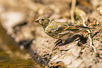 serin finch