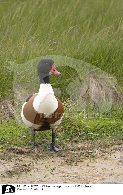 Brandgans / Common Shelduck / WS-01822