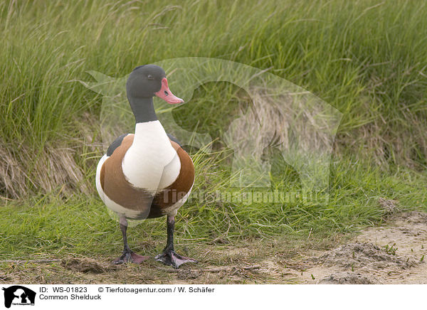 Brandgans / Common Shelduck / WS-01823