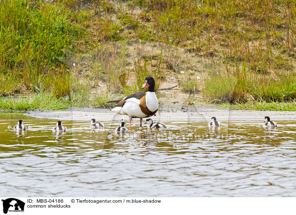 Brandgnse / common shelducks / MBS-04186