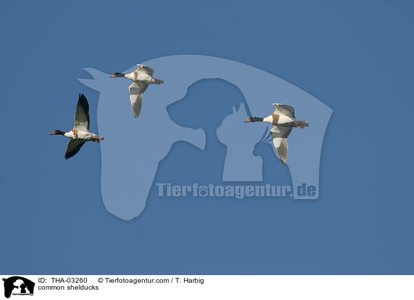 Brandgnse / common shelducks / THA-03260