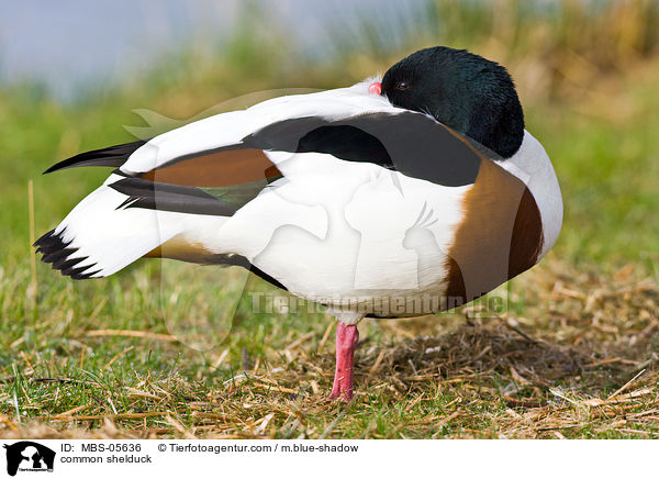 Brandgans / common shelduck / MBS-05636