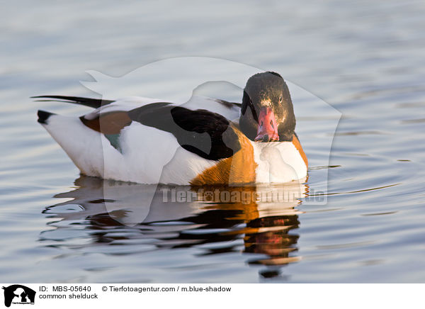 Brandgans / common shelduck / MBS-05640