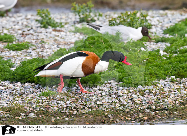 Brandgans / common shelduck / MBS-07541