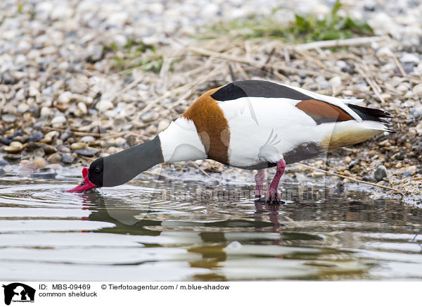 common shelduck / MBS-09469