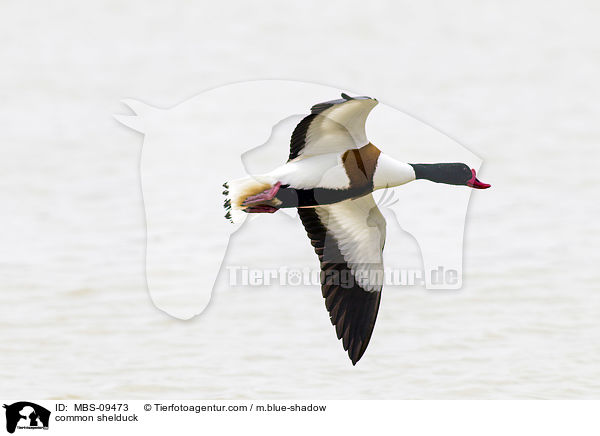 common shelduck / MBS-09473
