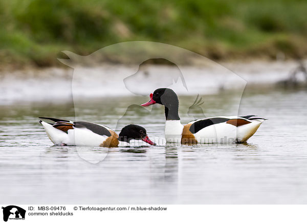 common shelducks / MBS-09476