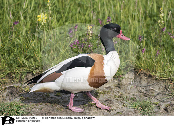 Brandgans / common shelduck / MBS-10968
