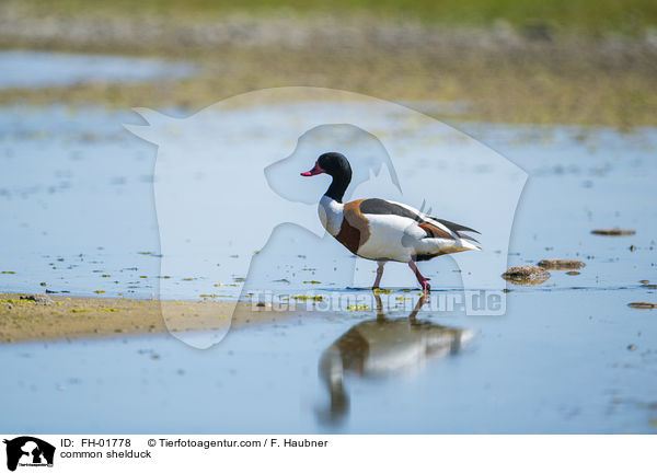 Brandgans / common shelduck / FH-01778
