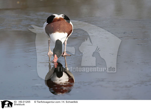 Shelduck / HS-01265