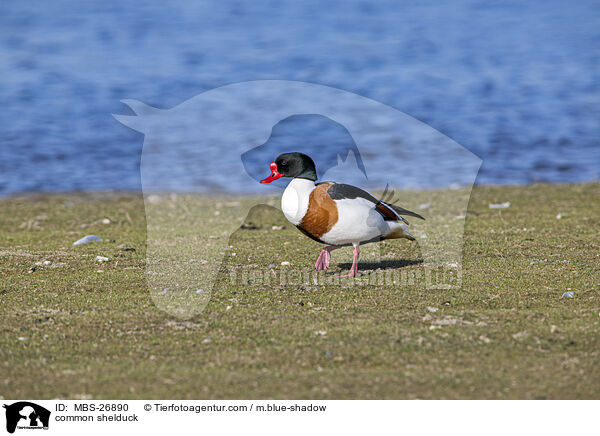 common shelduck / MBS-26890